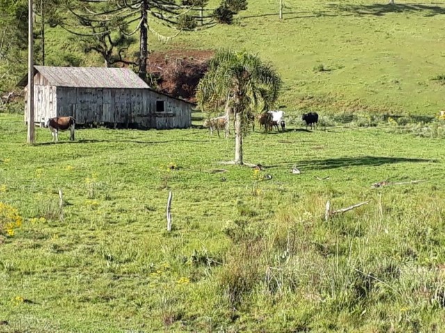 Área Rural 100 hectares- Ponte Alta 