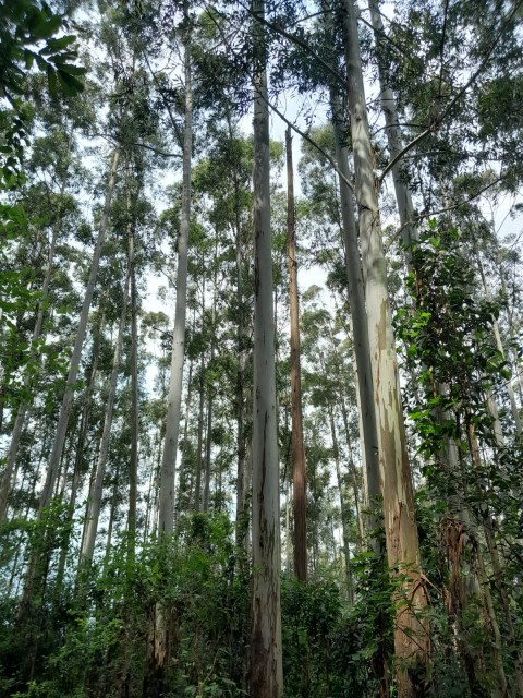 Área Rural 20 Hectares- Rio Grande do Sul 