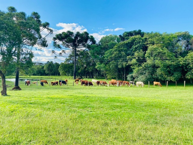 Área Rural- Localidade de Cajuru